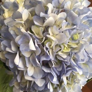 Meet your Posher, Anne